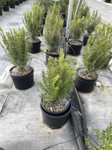 Piante di Mirto Nano Vivai Frappetta