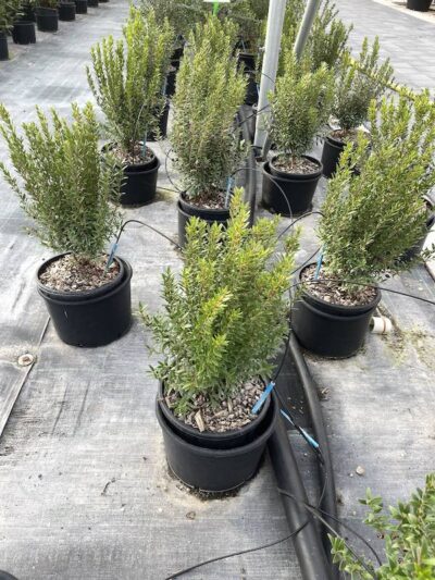 Piante di Mirto Nano Vivai Frappetta