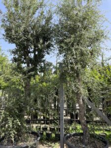 Quercus suber QUERCIA DA SUGHERO Alto Fusto 40-45