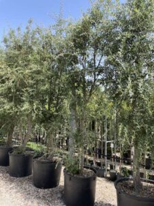 Quercus suber QUERCIA DA SUGHERO Ceppaia CL350