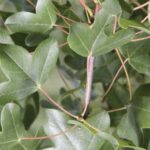Acer monspessulanum