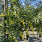 Dettaglio Mimosa Acacia dealbata 'Mirabilia' Vivai Frappetta