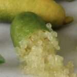 Limone Caviale Giallo