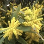 Mimosa-Acacia-longifolia-Ciniglia