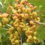 Pistacia vera - femmina