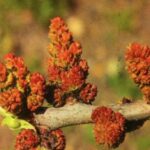 Pistacia vera - fiori maschili