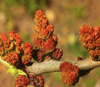 Pistacia vera - fiori maschili