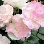 ROSA CHARLES AZNAVOUR