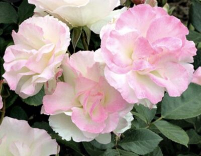 ROSA CHARLES AZNAVOUR