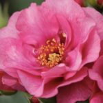 ROSA ORIENTA ALADDIN GPT