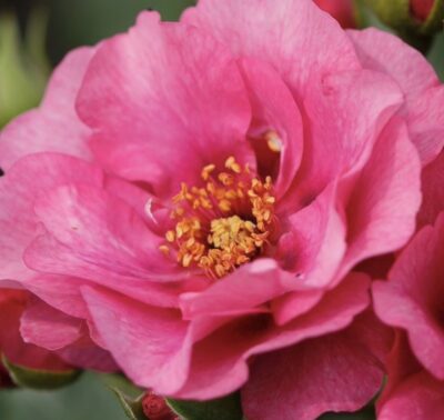 ROSA ORIENTA ALADDIN GPT