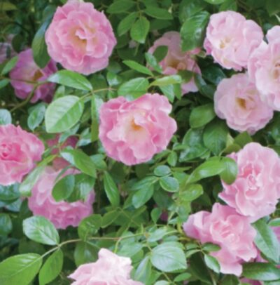 Rosa Banksiae 'Rosea'