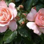 Rosa Botticelli