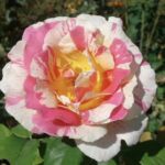 Rosa Claude Monet