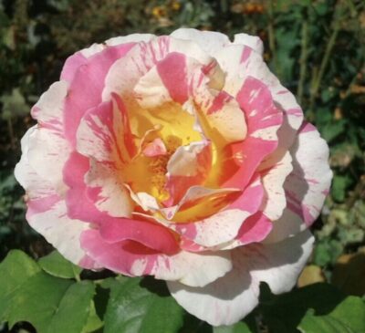 Rosa Claude Monet