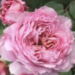 Rosa Eisvogel