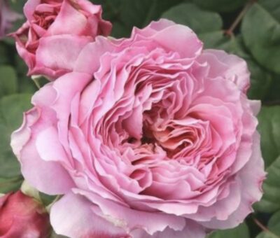 Rosa Eisvogel