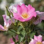 Rosa Friendly Pink