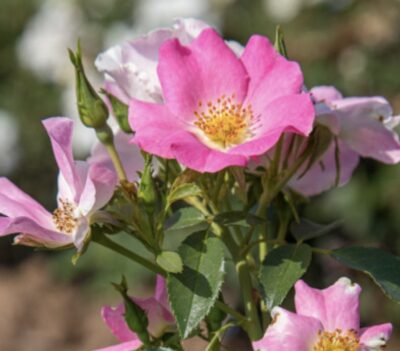 Rosa Friendly Pink