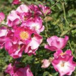 Rosa Friendly Purple