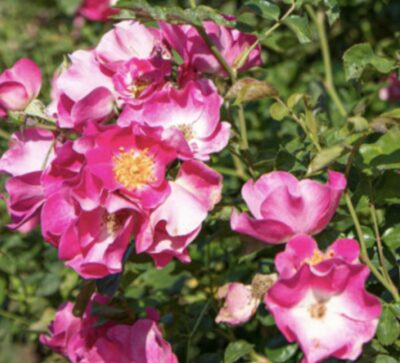 Rosa Friendly Purple