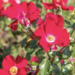 Rosa Friendly Red