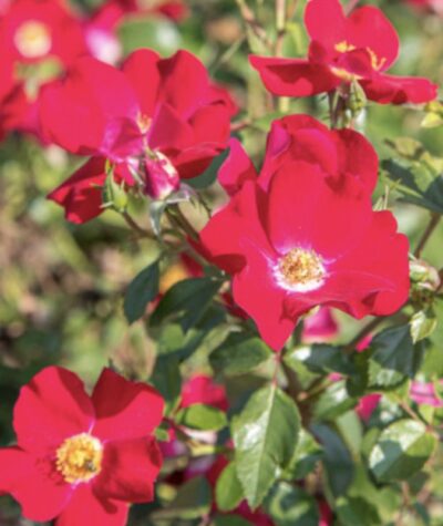 Rosa Friendly Red