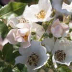 Rosa Friendly Sweet