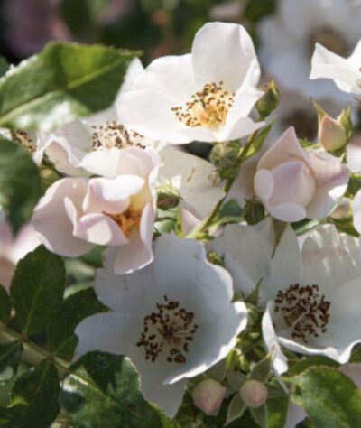 Rosa Friendly Sweet