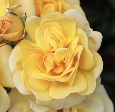 Rosa Golden Pareo GPT