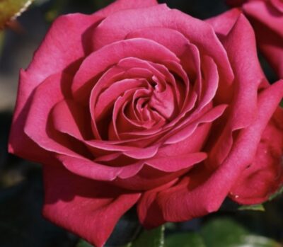 Rosa Hot Lady