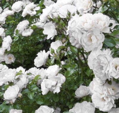 Rosa Icy Drift