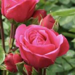 Rosa Magic Rokoko