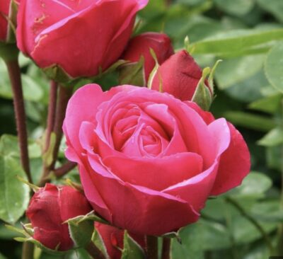 Rosa Magic Rokoko
