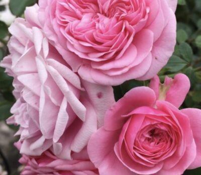 Rosa Ozeana GPT