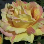Rosa Paul Cezanne
