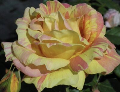 Rosa Paul Cezanne