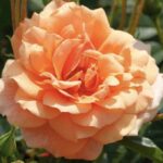 Rosa Skyline GPT