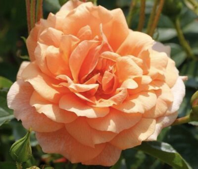 Rosa Skyline GPT