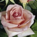 Rosa Summer Lady