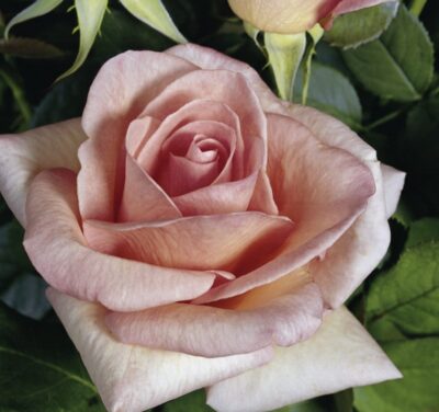 Rosa Summer Lady