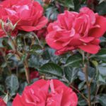 Rosa Summer Sangria