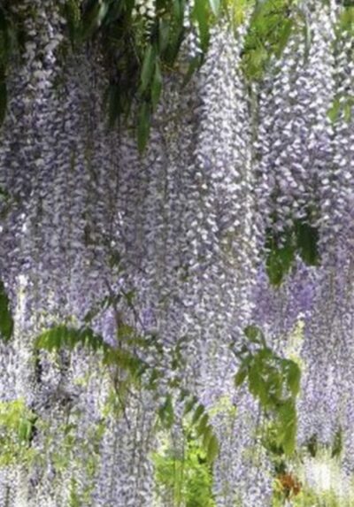 Wisteria floribunda 'Macrobotrys'