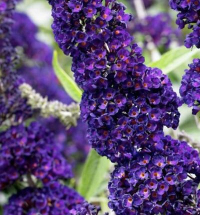 Buddleia davidii 'Black Knight'