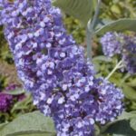 Buddleia davidii 'Lochinch'