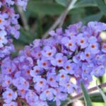 Buddleia davidii 'Nanho Blue'