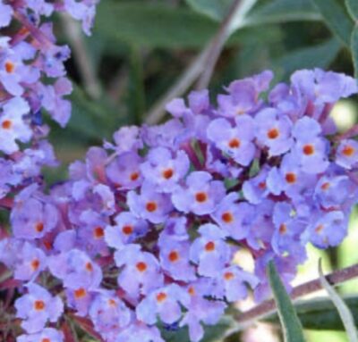 Buddleia davidii 'Nanho Blue'