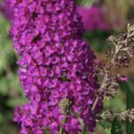 Buddleia davidii 'Nanho Purple'