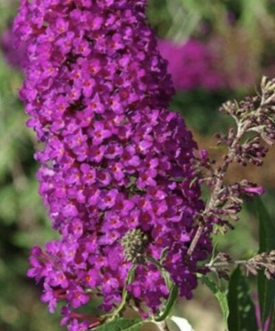 Buddleia davidii 'Nanho Purple'
