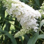 Buddleia davidii 'White Profusion'